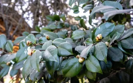 Kamelie blüht nicht was sind die möglichen Gründe