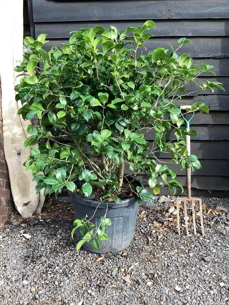 kamelie im topf keine blüten und knospen