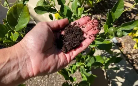 Kann man einen Zitronenbaum mit Kaffeesatz düngen