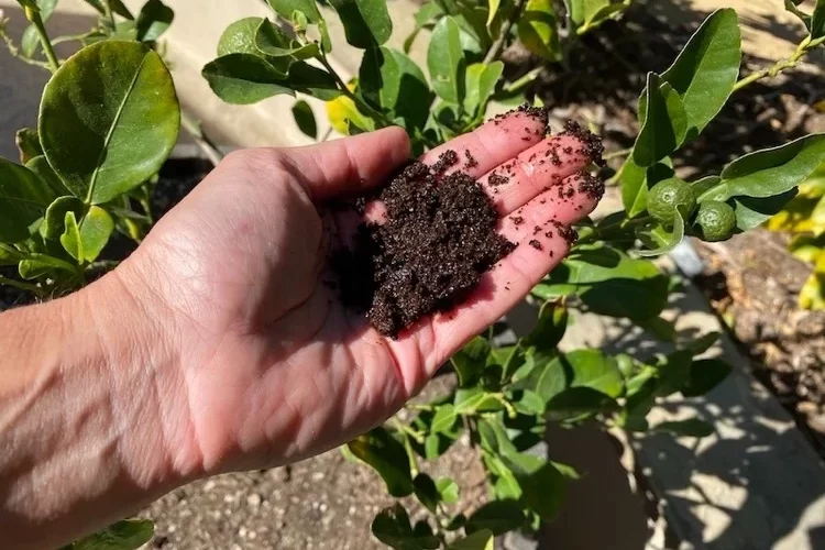 Kann man einen Zitronenbaum mit Kaffeesatz düngen