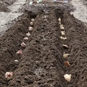 kartoffeln pflanzen und pflegen schritt für schritt anleitung