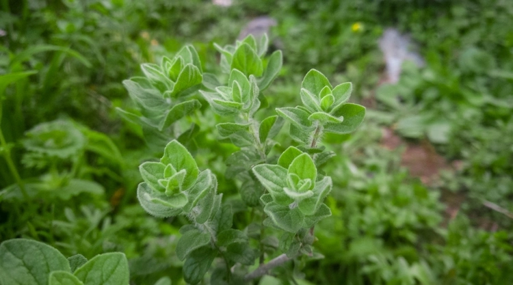 kleinblaettrige-deckpflanzen-wie-oregano-als-essbare-bodendecker-im-garten-verwenden