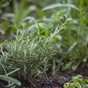 Kräuter düngen - Wie macht man es richtig, damit sie nicht an Aroma und Geschmack verlieren