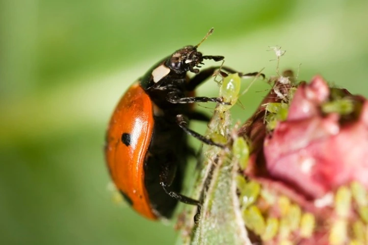Marienkäfer natürliche Feinde der Blattläuse