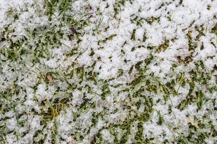 minustemperaturen und schneeschimmel können rasen nach winter gelb machen