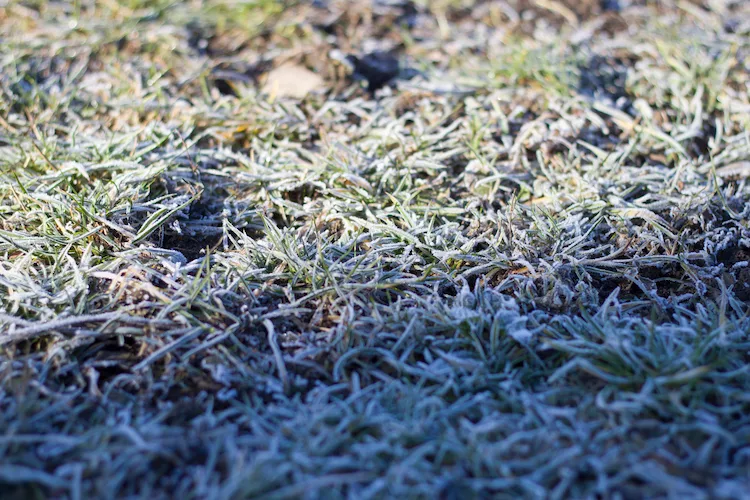 mit frost bedeckte rasenfläche während der winterruhe