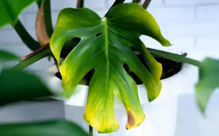 Monstera Blätter Probleme - Braune Flecken und gelbe Ränder
