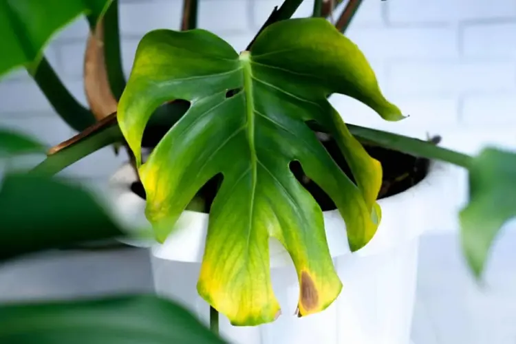 Monstera Leaf Problems - Brown Spots and Yellow Edges