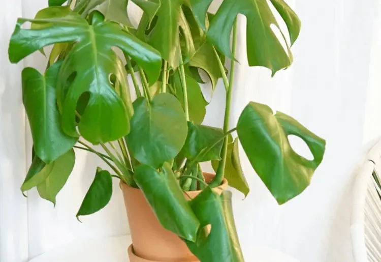 Monstera Leaf Problems - Treating Flabby Leaves Properly