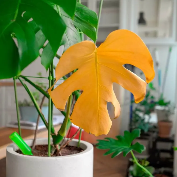 Monstera Leaves Problems, Causes and Solution