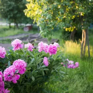 Muss man Pfingstrosen nach der Blüte düngen