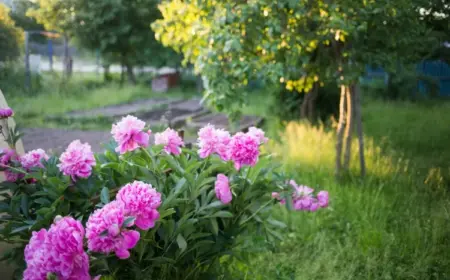 Muss man Pfingstrosen nach der Blüte düngen