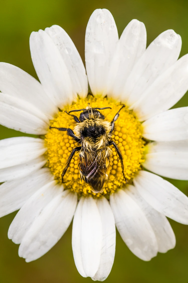 natürlicher nektar aus blütenpflanzen als beste nahrungsquelle für bienen