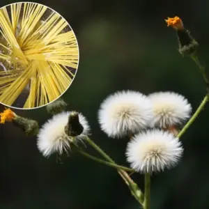 Nudelwasser verwenden im Garten gegen Unkraut