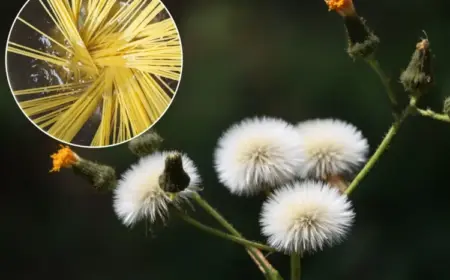 Nudelwasser verwenden im Garten gegen Unkraut