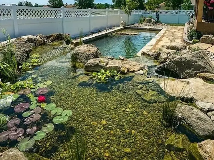 ohne chemikalien poolwasser in einem schwimmteich mit wasserlilien filtrieren und sorgenfrei darin baden
