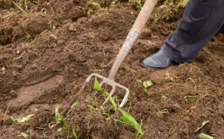 ohne-den-gartenboden-umgraben-zu-muessen-das-eindringen-von-unkrautsamen-verhindern