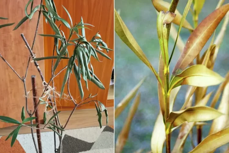 Oleander vertrocknet - Ursachen und wie Sie ihn retten