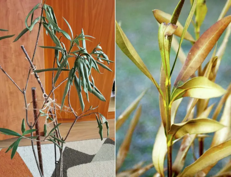 Oleander dries up - causes and how to save it
