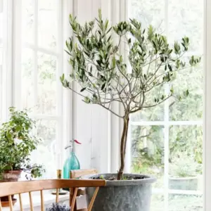 Olivenbaum als Kübelpflanze pflegen nützliche Tipps