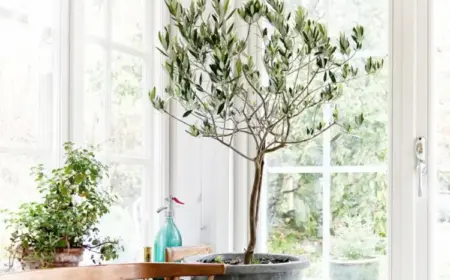 Olivenbaum als Kübelpflanze pflegen nützliche Tipps