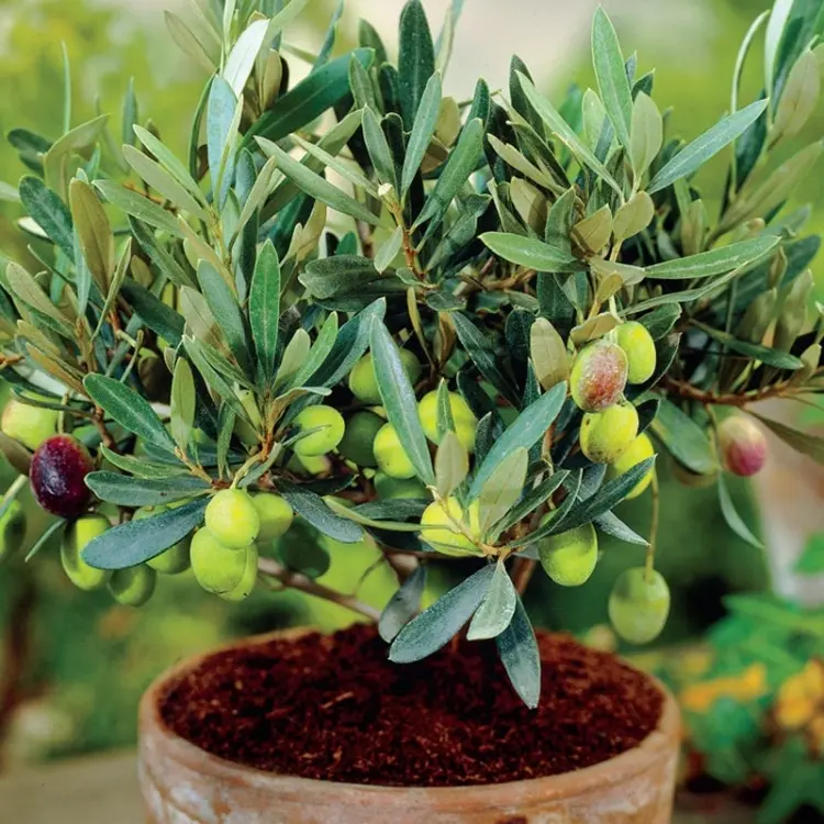 Olivenbaum Pflege im Kübel selber machen