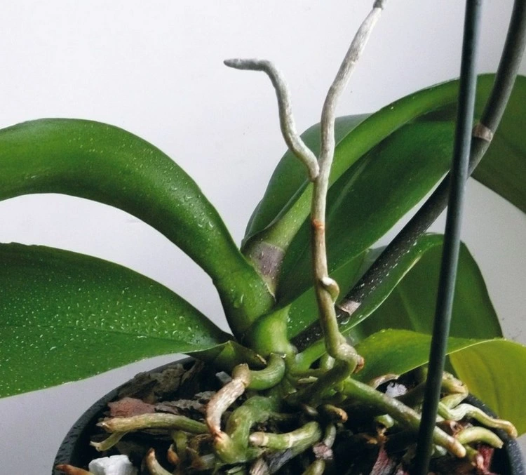 orchidee blüht nicht ursachen und lösungen