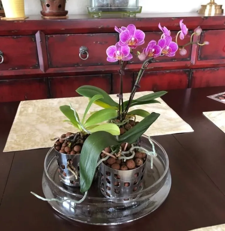 Orchidee im Glas als Hydrokultur kultivieren und düngen