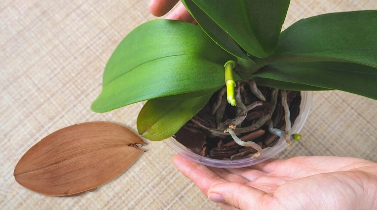 orchideen können ihre blätter verlieren, weil dies der natürliche lauf der dinge ist