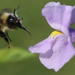 pflanzen, die nutzlos für bienen sind 7 blumenarten, die insekten abschrecken