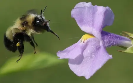 pflanzen, die nutzlos für bienen sind 7 blumenarten, die insekten abschrecken