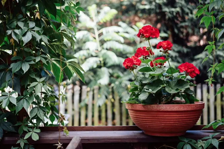 Pflanzschale mit roten Blumen - Wann ist die richtige Pflanzzeit