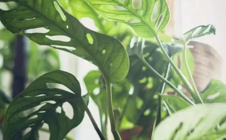 Pflege für Monstera adansonii - Indirektes Sonnenlicht und genug Wasser
