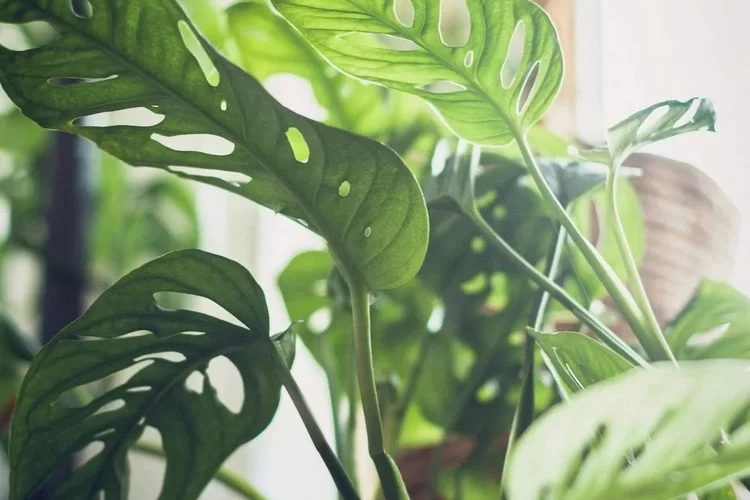 Pflege für Monstera adansonii - Indirektes Sonnenlicht und genug Wasser