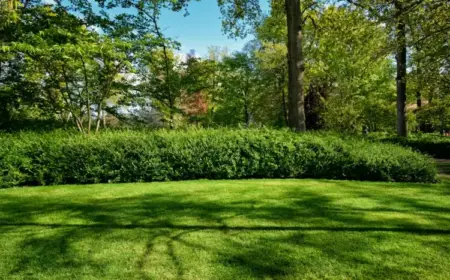 Rasen düngen mit Hausmitteln - Pflegen Sie den Garten mit organischem Rasendünger