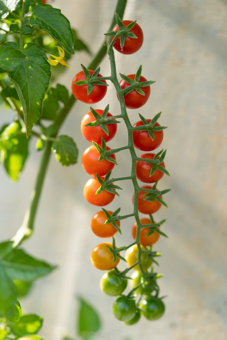 take care of ripening cherry tomatoes and make chemical-free tomato fertilizer yourself