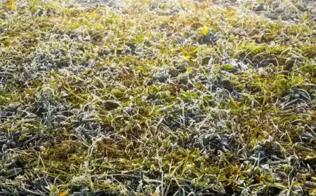 saisonale veränderungen wie niedrige temperaturen und frost können rasen nach winter gelb aussehen lassen