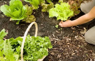 salat wird im april ausgesät und ausgepflanzt, wenn er groß genug ist
