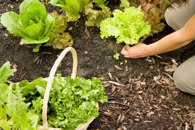 salat wird im april ausgesät und ausgepflanzt, wenn er groß genug ist