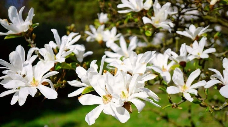 Schöne, weiß blühende Sträucher - Magnolie (Magnolia)