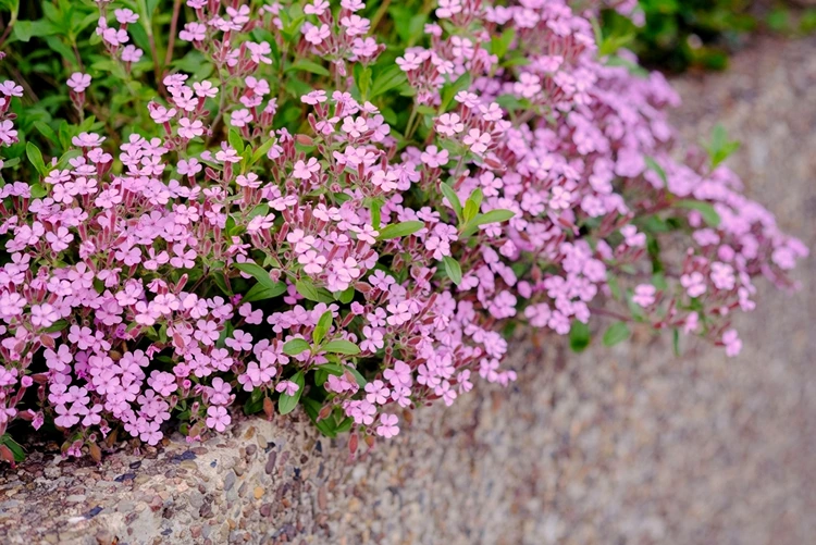 Seifenkraut (Saponaria) als Bodendecker unter Hortensien mit weißen oder rosa Blüten