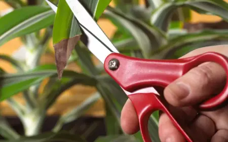 soll man braune Spitzen abschneiden