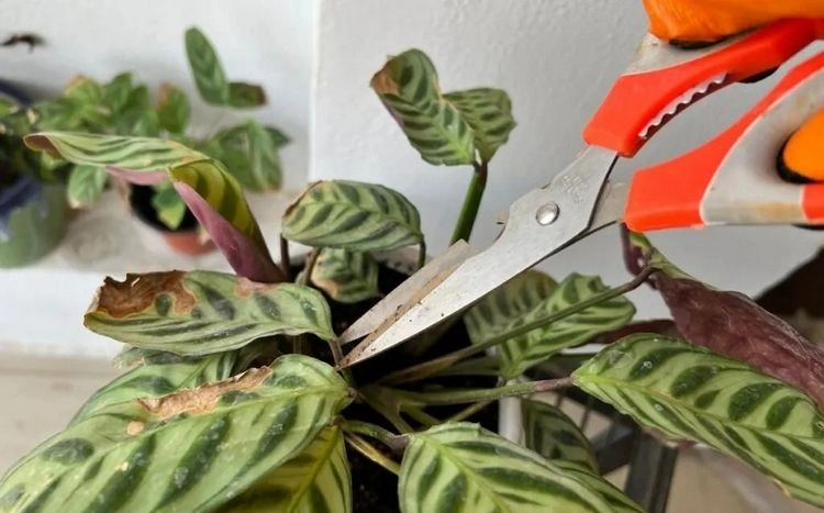 Should you cut off the damaged leaves?