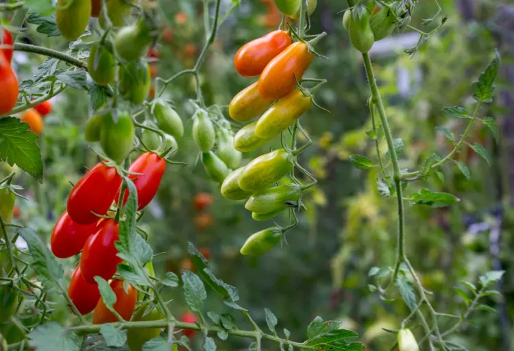 sorten tomatenpflanzen in zahlreicher form und farbe