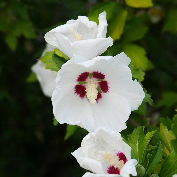 Spätblüher nicht vergessen - Straucheibisch (Hibiscus syriacus)
