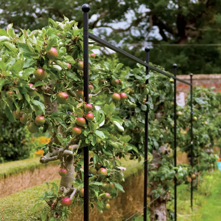 Spalierobst Apfelbaum im Garten als Sichtschutz