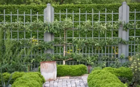 Spalierpflanzen als Sichtschutz im Garten