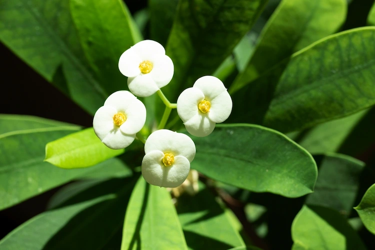 Spuckpalme pflanzen und pflegen nützliche Tipps 