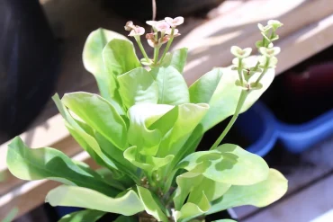 Spuckpalme pflegen und anbauen Tipps