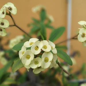 Spuckpalme zum Blühen bringen mit der richtigen Pflege